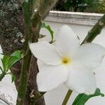 Plumeria pudicaFlors