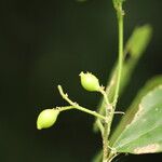 Celtis prantlii Fruto