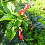 Centropogon cornutus Flower