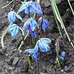 Scilla siberica Floro