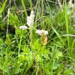 Antennaria dioicaFlor