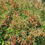 Lobelia laxiflora Habit