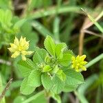 Trifolium dubium Folha