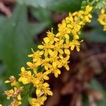 Solidago ulmifolia