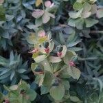 Euphorbia rigida 花