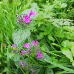 Clinopodium vulgareFlor