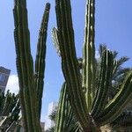 Pachycereus pecten-aboriginum Hoja