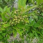 Aronia arbutifolia Fruit