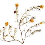 Fumana procumbens Çiçek