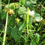 Rubus caesius 整株植物