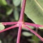 Laguncularia racemosa Cortiza