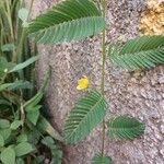 Chamaecrista nictitans Flower