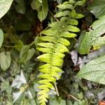 Polypodium vulgareHoja