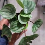 Peperomia argyreia Лист