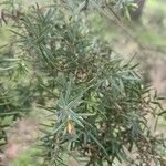 Juniperus macrocarpa Blad