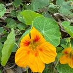 Tropaeolum majusFlower