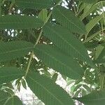 Sorbaria kirilowii পাতা