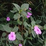 Impatiens platypetala Flower