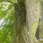 Salix babylonica Corteza