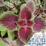 Coleus decurrens 葉