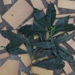 Peddiea africana Blatt