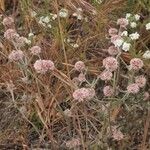 Chorizanthe membranacea Habitat