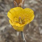 Calochortus clavatus Flower