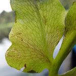 Ceratopteris cornuta Blatt