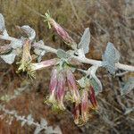 Brickellia californica Flower