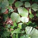 Cypripedium japonicum Leaf