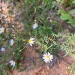 Symphyotrichum dumosum പുഷ്പം