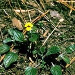 Viola purpurea Habitus