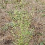Dittrichia graveolens 整株植物