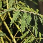 Mimosa diplotricha Ліст