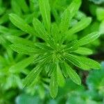 Galium maritimum Leaf