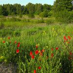 Papaver rhoeas عادت