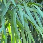 Podocarpus neriifolius Листок