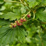 Ribes magellanicum Flor