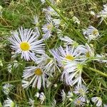 Erigeron speciosusFlower