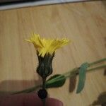 Crepis suffreniana Floare