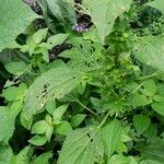 Acalypha virginica Blatt