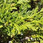 Juniperus sabina Liść