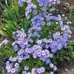 Symphyotrichum dumosum Habit