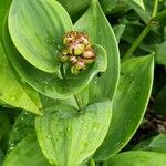 Maianthemum stellatum Ffrwyth