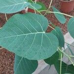 Ficus religiosa Leaf