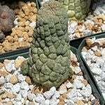 Larryleachia cactiformis Yaprak