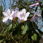 Rhododendron moulmainense ফুল