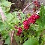 Chenopodium rubrum 花