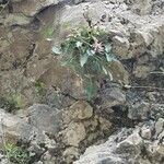 Physoplexis comosa 花