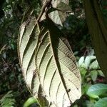 Cordia sagotii Leaf